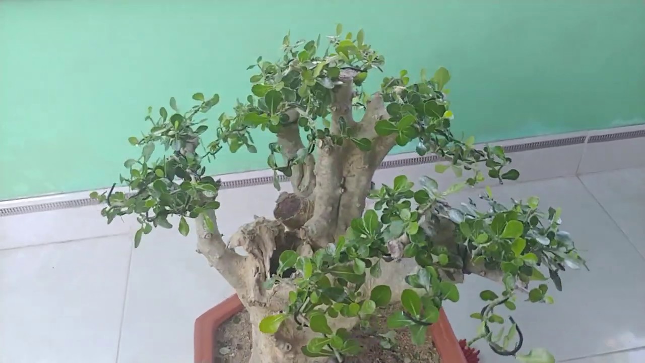 CÂY CHÂN CHIM - BONSAI VN