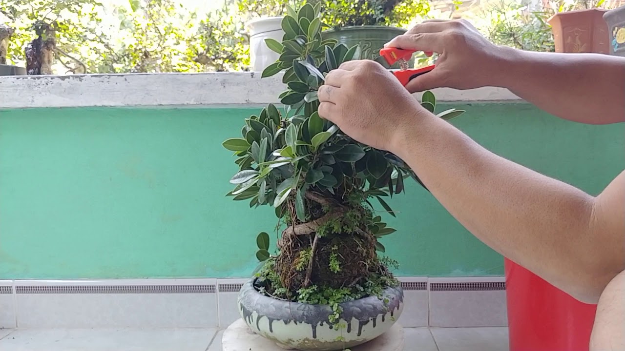 CÂY DA ẤN ÔM ĐÁ LÂU NĂM | BONSAI VN