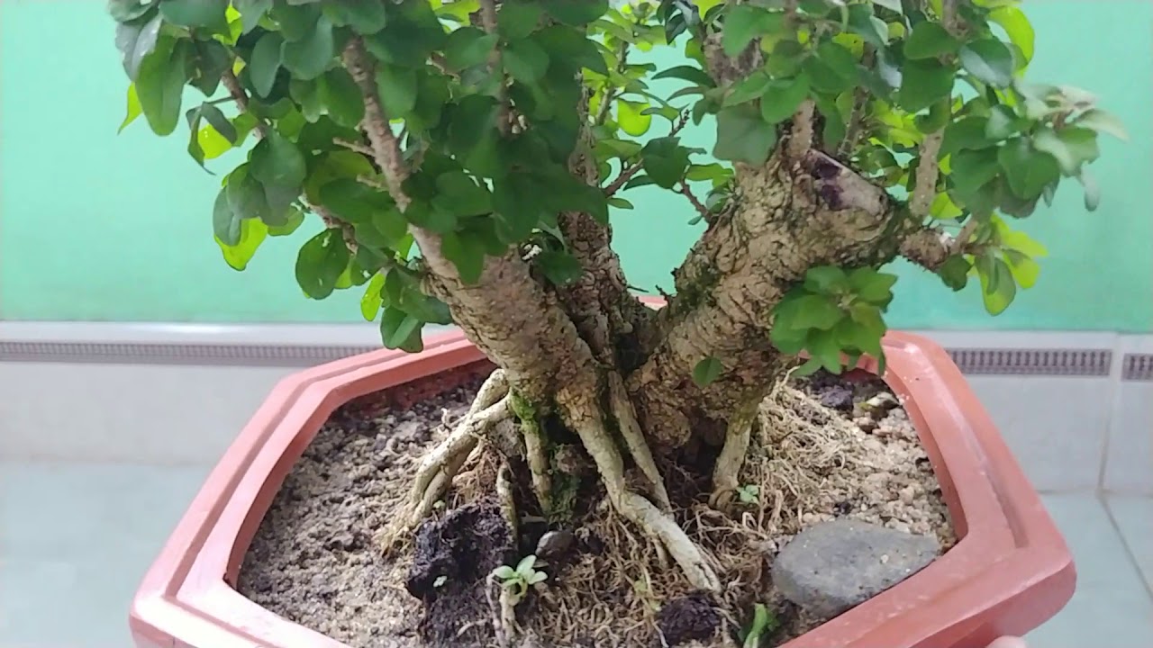 CÂY GĂNG TU HÚ THÁI - BONSAI VN