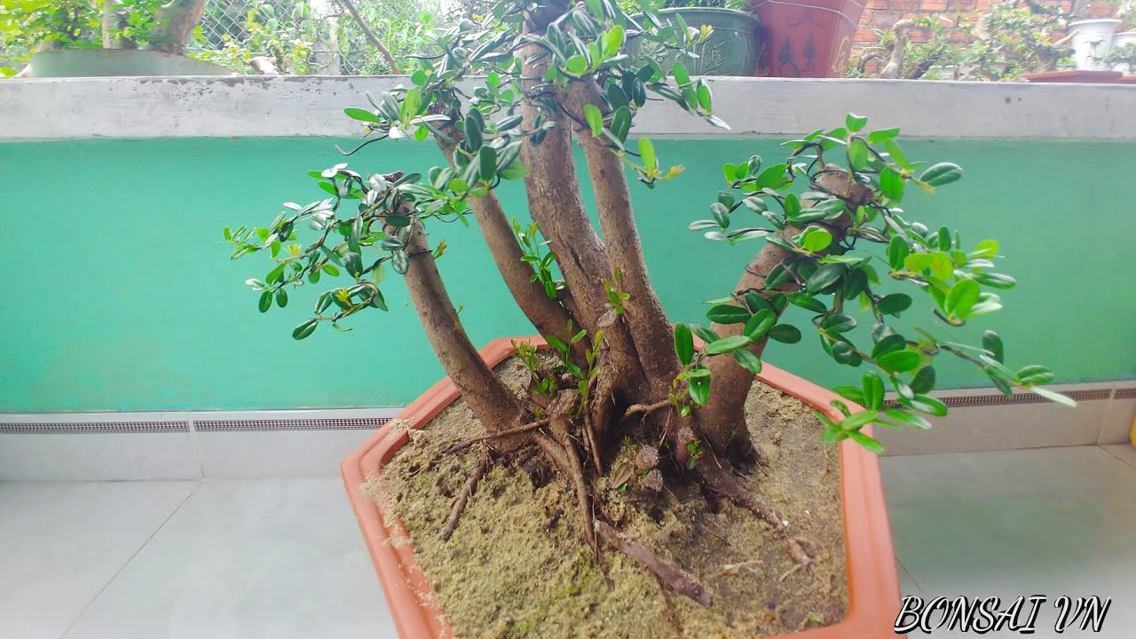 CÂY HẢI CHÂU CỤM RỪNG 5 THÂN - BONSAI VN