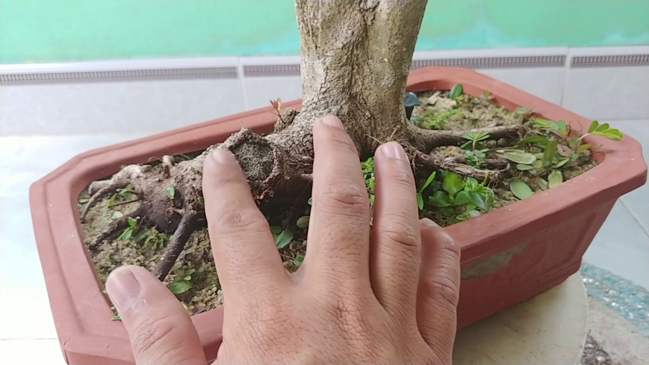 CÂY HẢI CHÂU HAI THÂN TRỰC - BONSAI VN