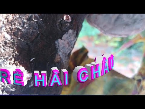 CÂY HẢI CHÂU SAU 15 NGÀY | BONSAI VN