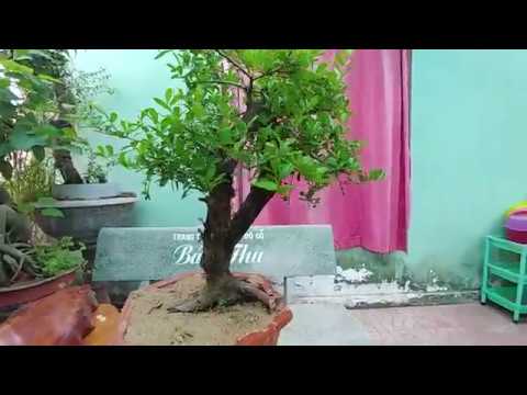 CÂY HẢI CHÂU HAI THÂN - BONSAI VN