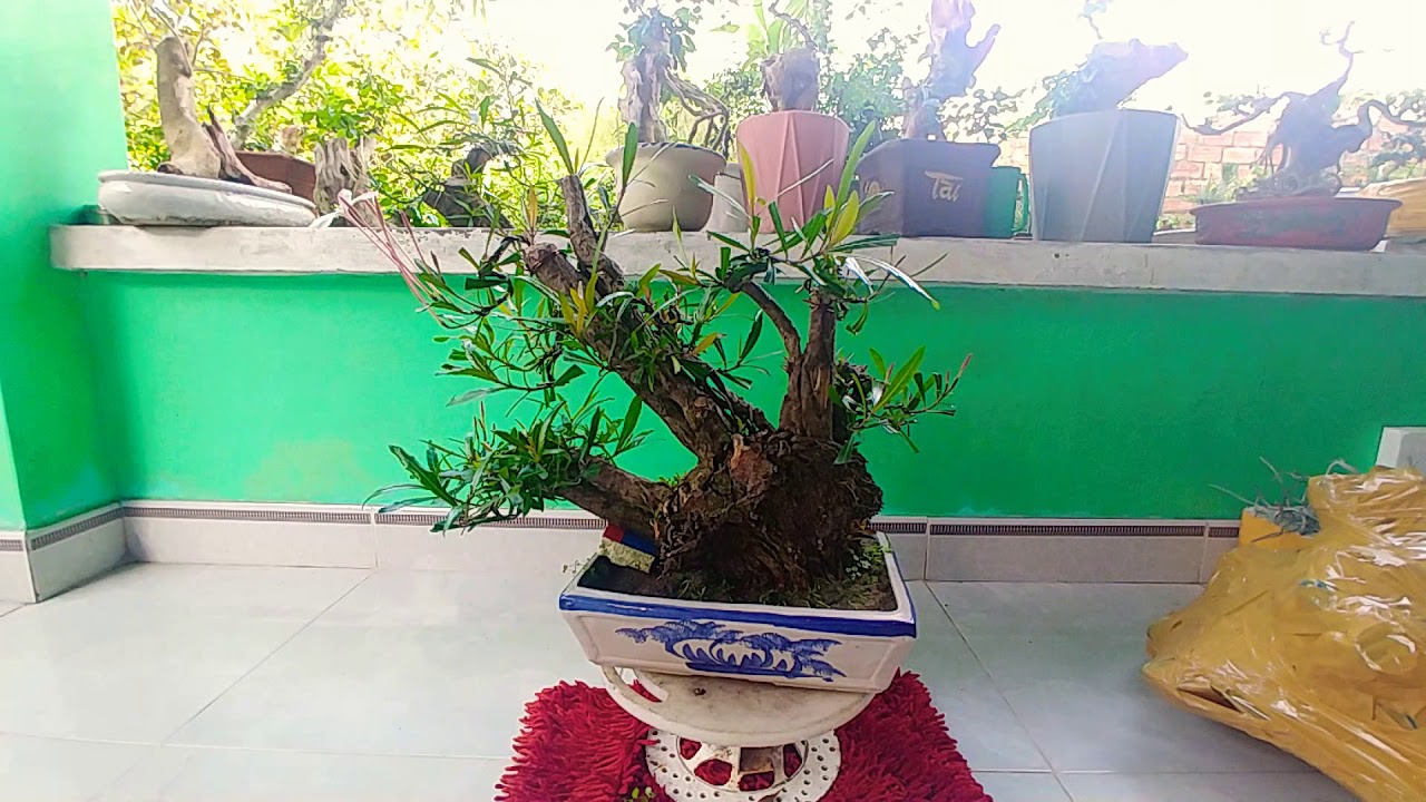 CÂY MỊ NƯƠNG 5 THÂN - BONSAI VN