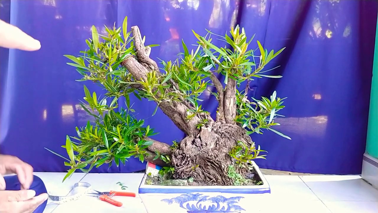 CÂY MỊ NƯƠNG THUẦN CHẬU - BONSAI VN