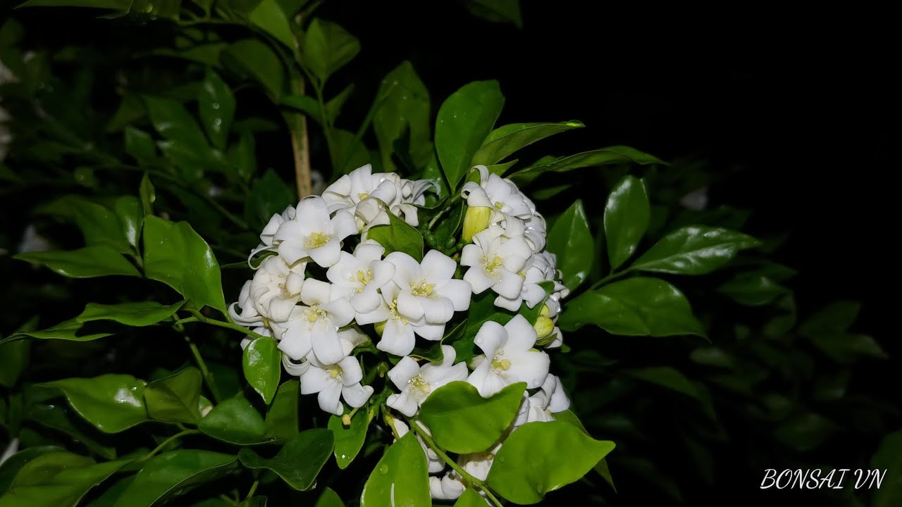 CÂY NGUYỆT QUẾ - BONSAI VN