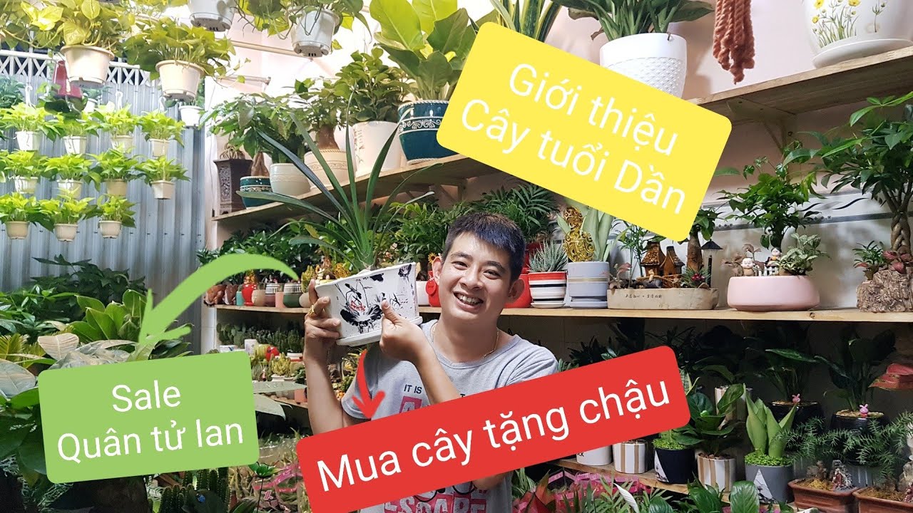 CÂY PHONG THỦY TUỔI DẦN VÀ SALE QUÂN TỬ LAN - MUA CÂY TẶNG CHẬU