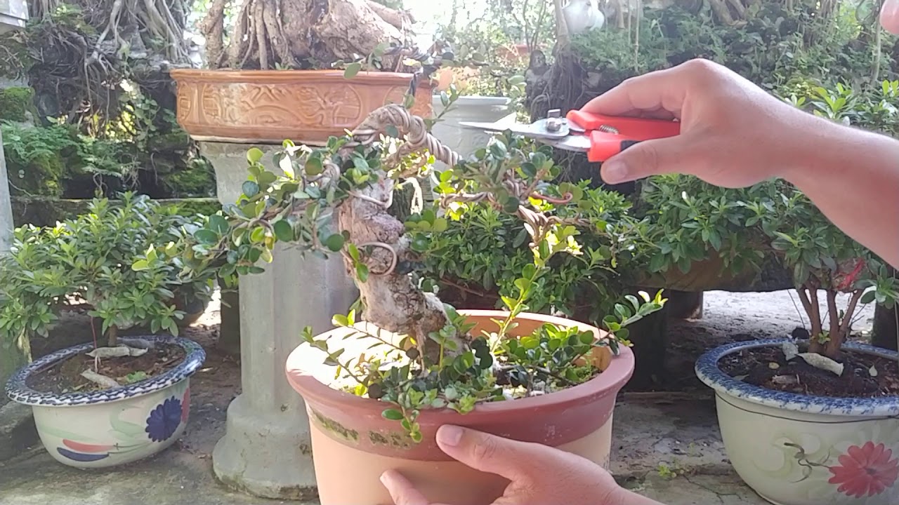 CÂY SAM TRÁI GIÀ LÙN LỰC GIÀ - BONSAI VN