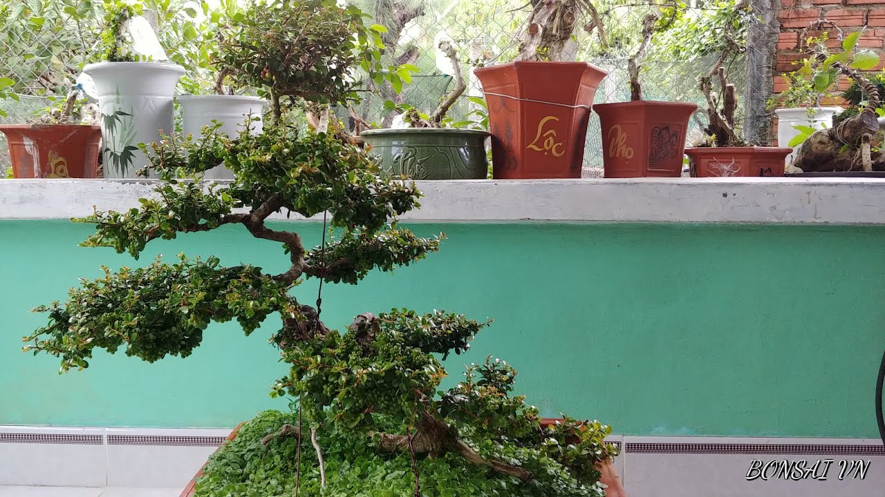 CÂY SAM TRÁI TRỰC NHIỀU QUẢ - BONSAI VN