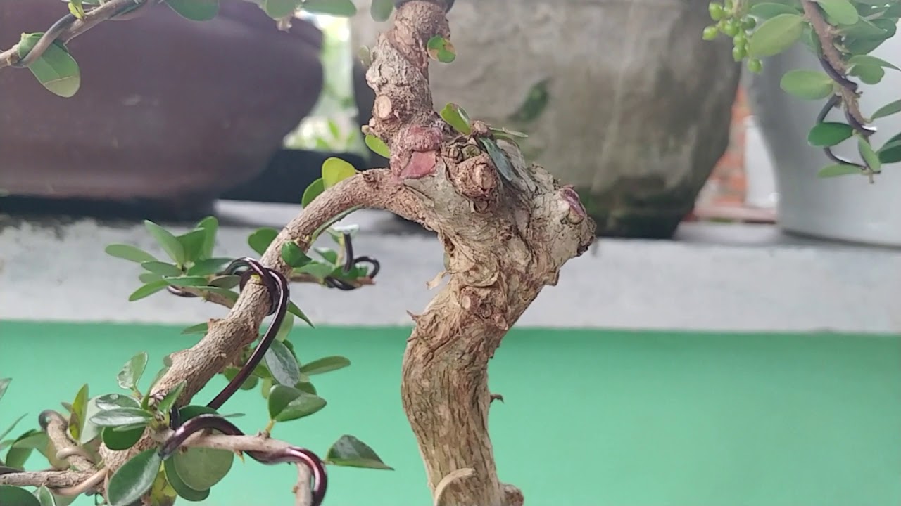 CÂY SAM TRÁI VĂN NHÂN - BONSAI VN