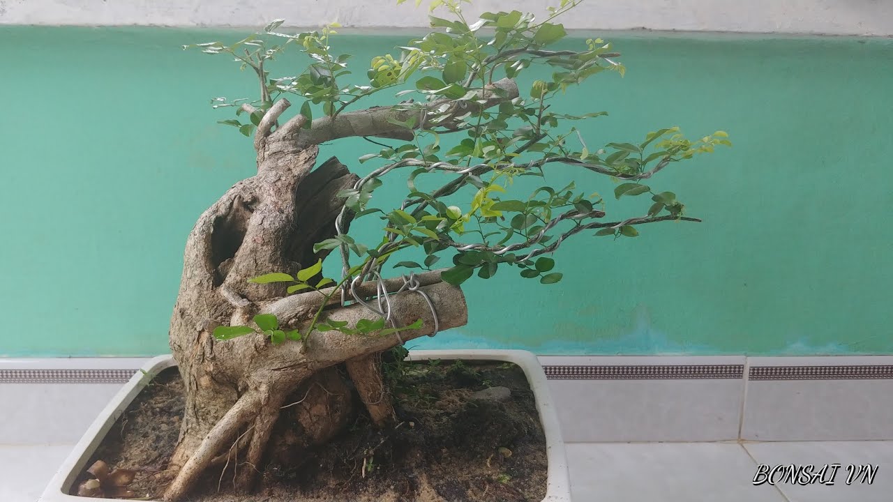 CÂY TRẮC BẠT PHONG - BONSAI VN