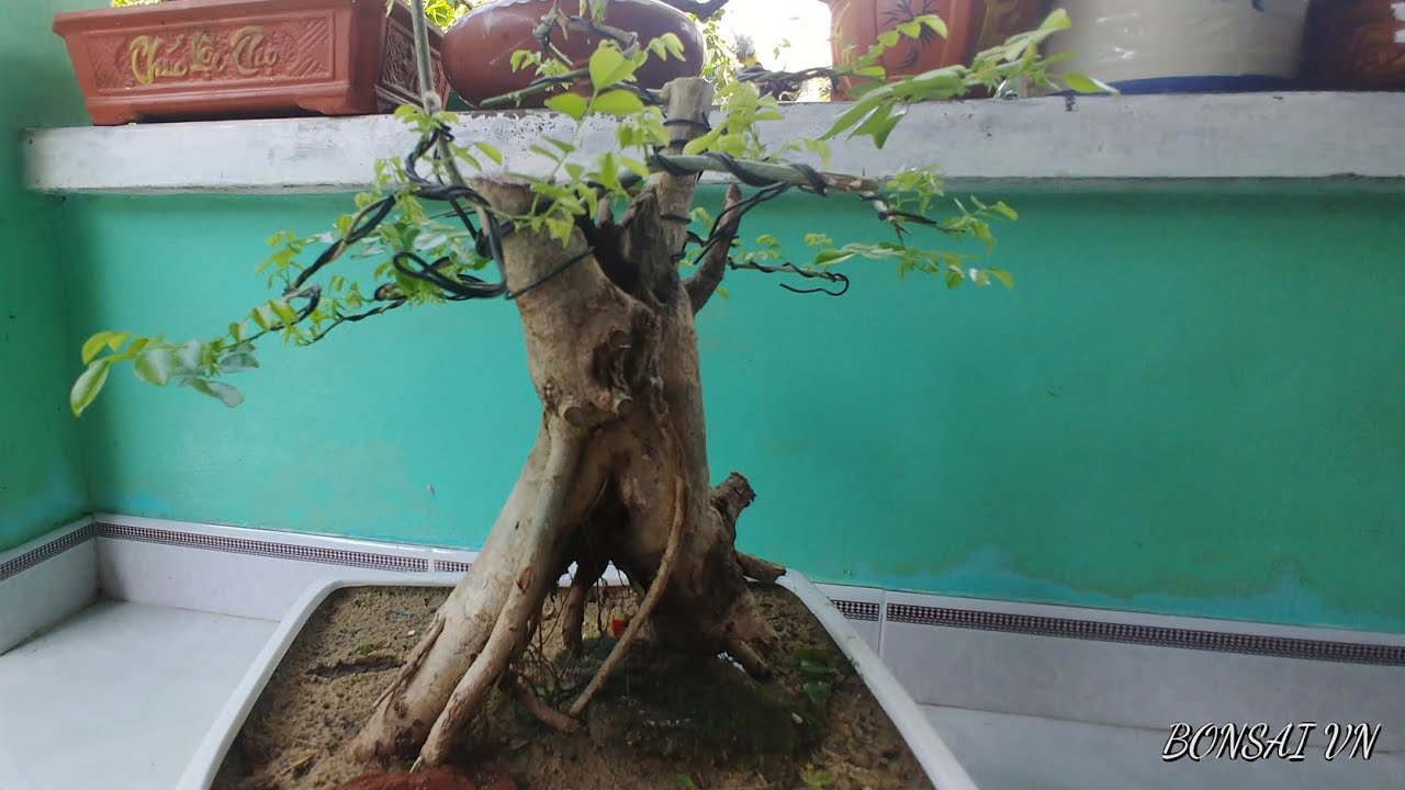 CÂY TRẮC DÁNG ĐA - BONSAI VN