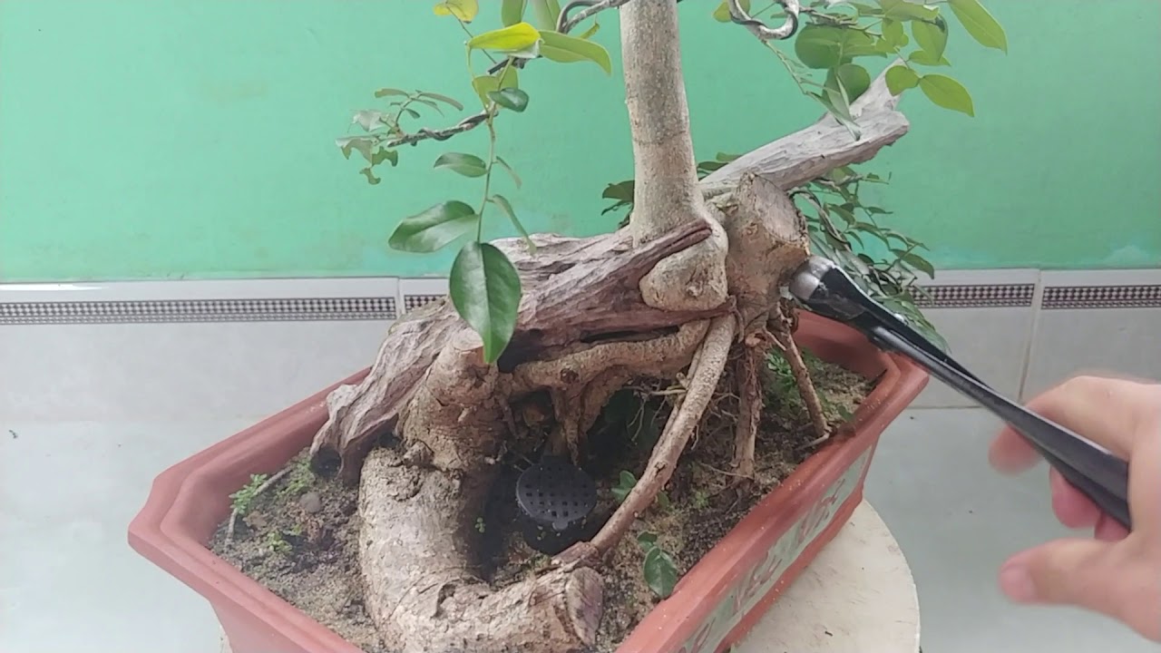 CÂY TRẮC DÁNG HUYỀN - BONSAI VN