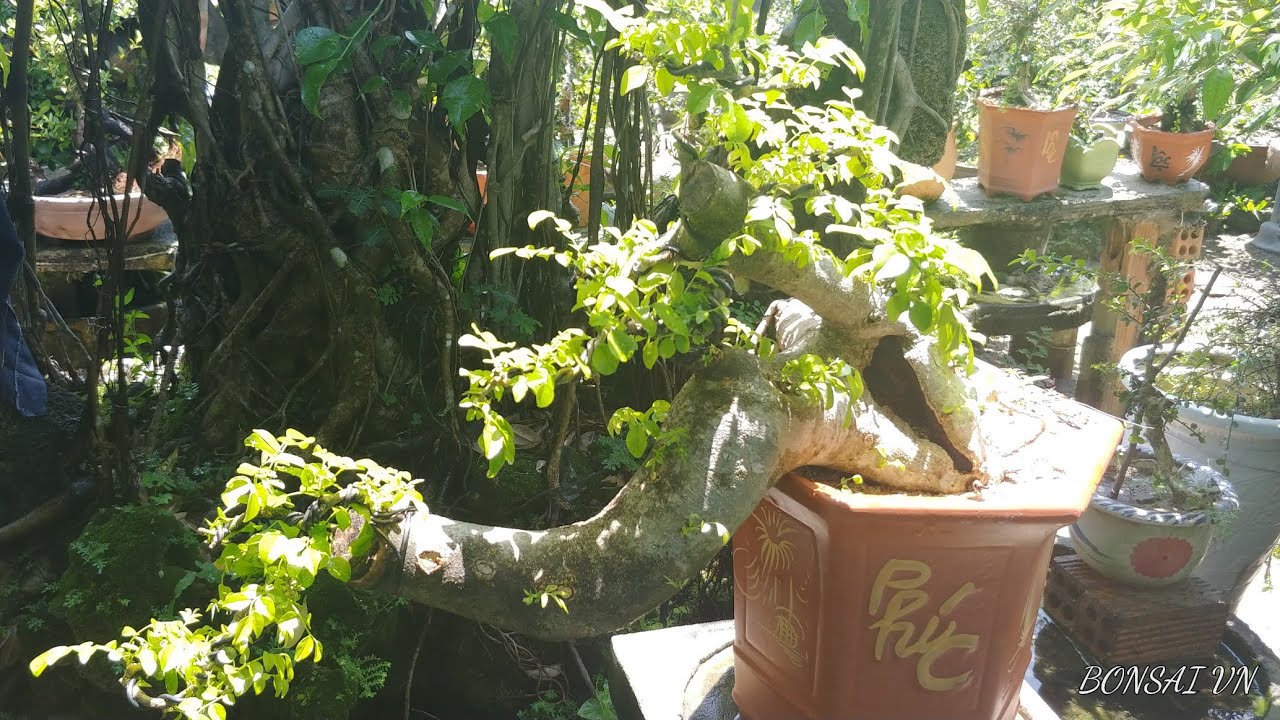 CÂY TRẮC DÁNG HUYỀN ĐẸP - BONSAI VN