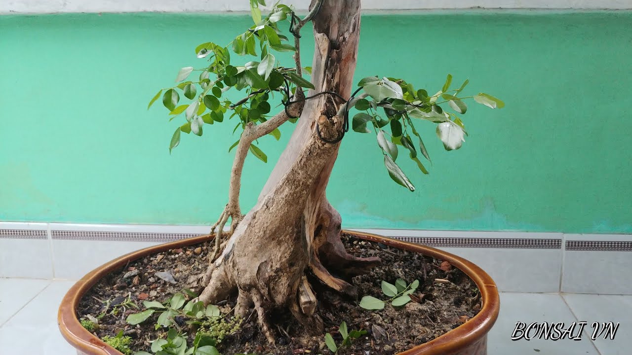 CÂY TRẮC LẮC LƯỢNG CÓ LŨA THÉP - BONSAI VN