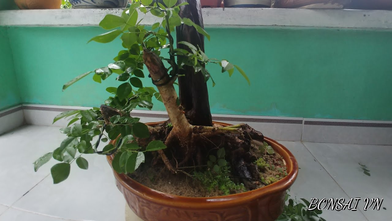 CÂY TRẮC LỖI THÉP CAO - BONSAI VN