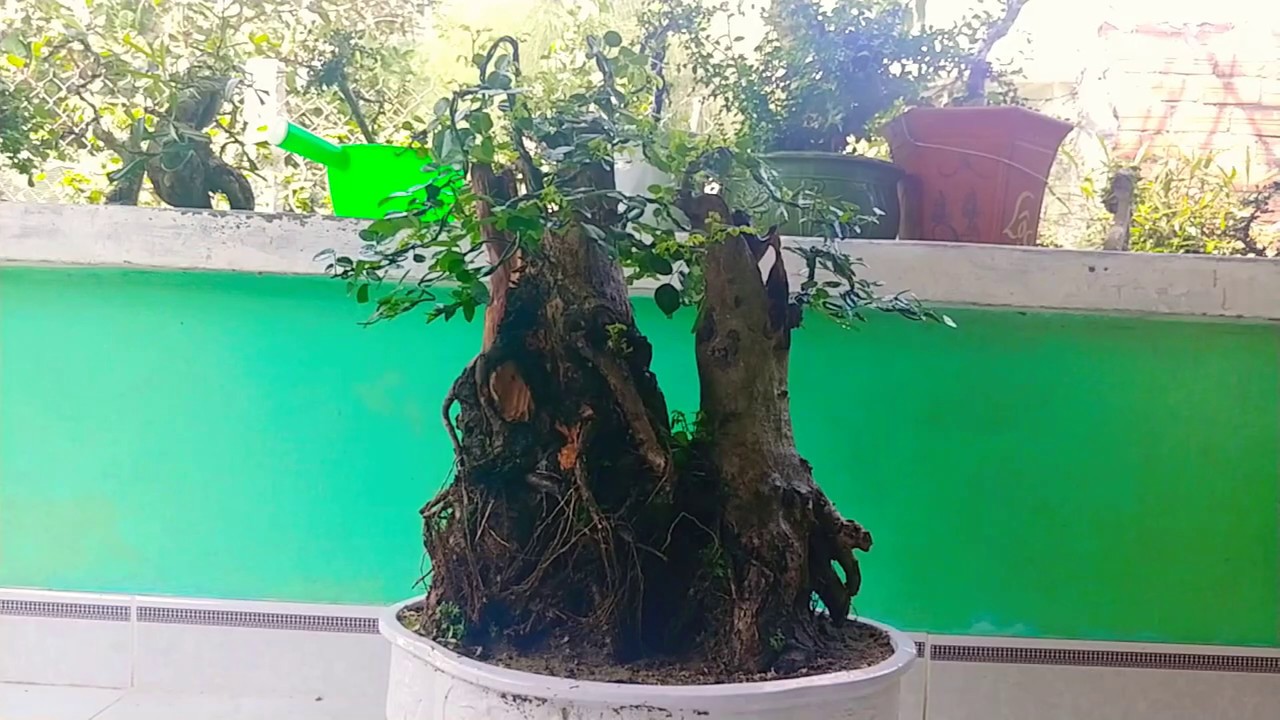 CÂY TRẮC SIÊU TO - BONSAI VN