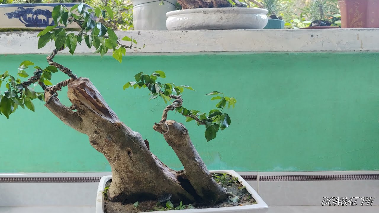 CÂY TRẮC SONG SIÊU LŨA THÉP - BONSAI VN