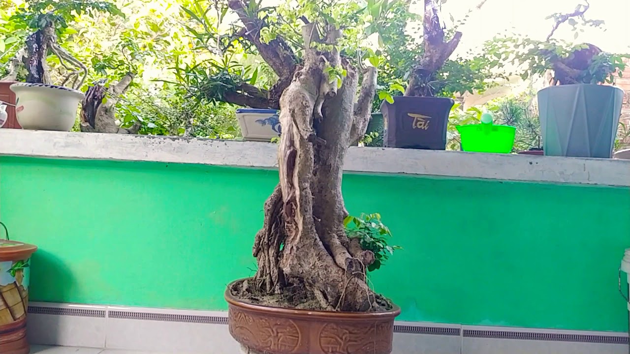 CÂY TRẮC TRỰC LỚN GIAO LƯU CÙNG ANH EM - BONSAI VN