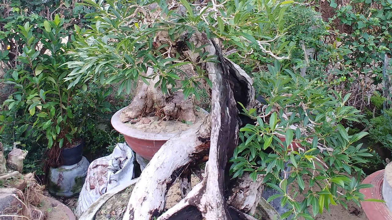 CÂY TRÂM XE | CÂY TRÂM NƯỚC | BONSAI VN