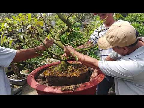 CHĂM CÂY MAI VÀNG SAU TẾT - BONSAI VN