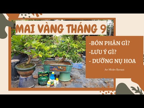 CHĂM SÓC MAI VÀNG - BÓN PHÂN MAI VÀNG THÁNG 9 AL - DƯỠNG NỤ HOA MAI