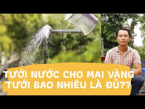 CHĂM SÓC MAI VÀNG - KIỂM SOÁT NƯỚC TƯỚI CHO MAI - BAO NHIÊU LÀ ĐỦ??