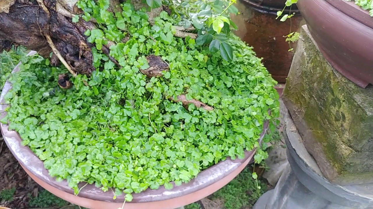 CÓ NÊN TRỒNG CỎ CẢNH KHÔNG - SHOULD POTS LANDSCAPE - BONSAI VN