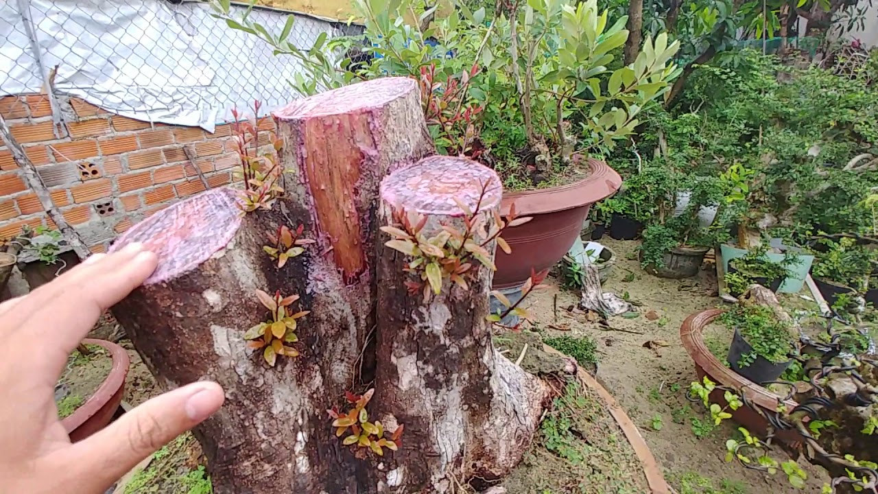 CÓ NÊN VẶT HẾT LÁ KHI LÀM TAY CHI CÂY HẢI CHÂU KHÔNG - BONSAI VN