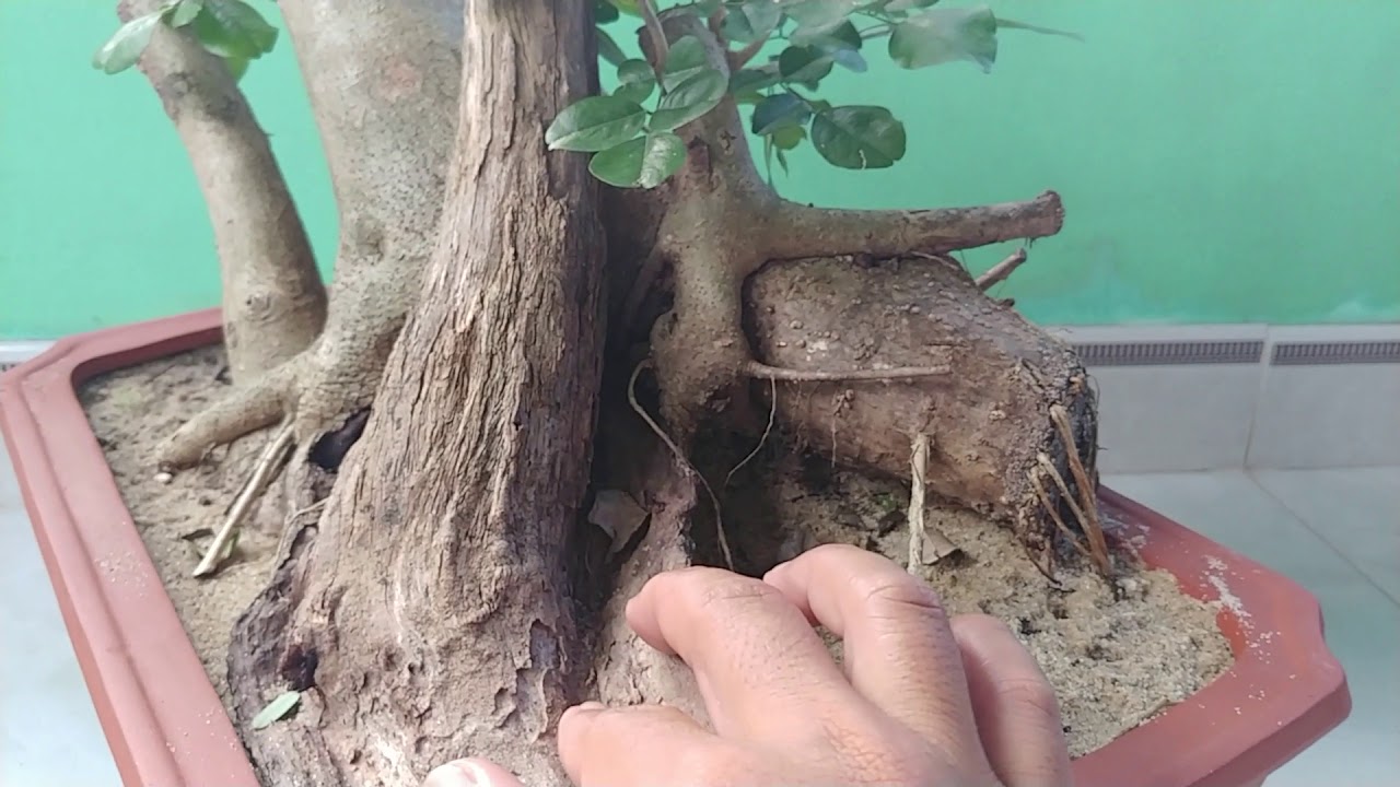 CỤM TRẮC DÂY RỪNG - BONSAI VN