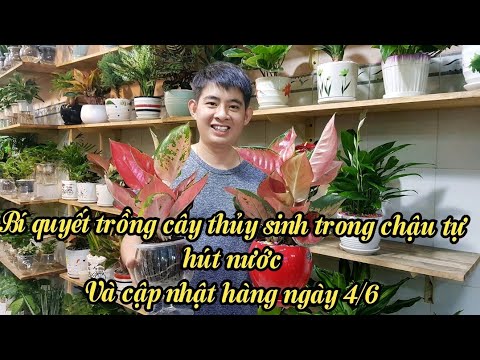 [CUỐI CLIP] Chậu thủy sinh tự hút nước có gì đặc biệt? Cập nhật hàng ngày 4/6