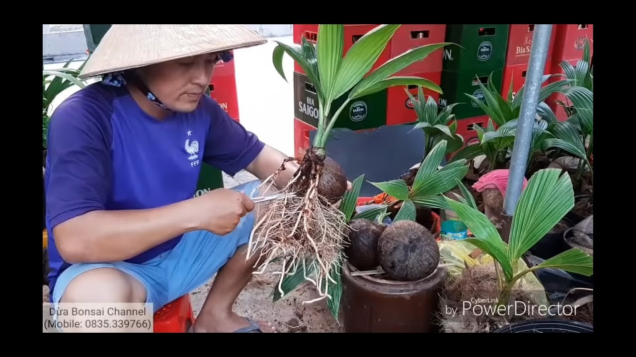 Các công đoạn làm nên dừa bonsai / step by step to have a coconut bonsai