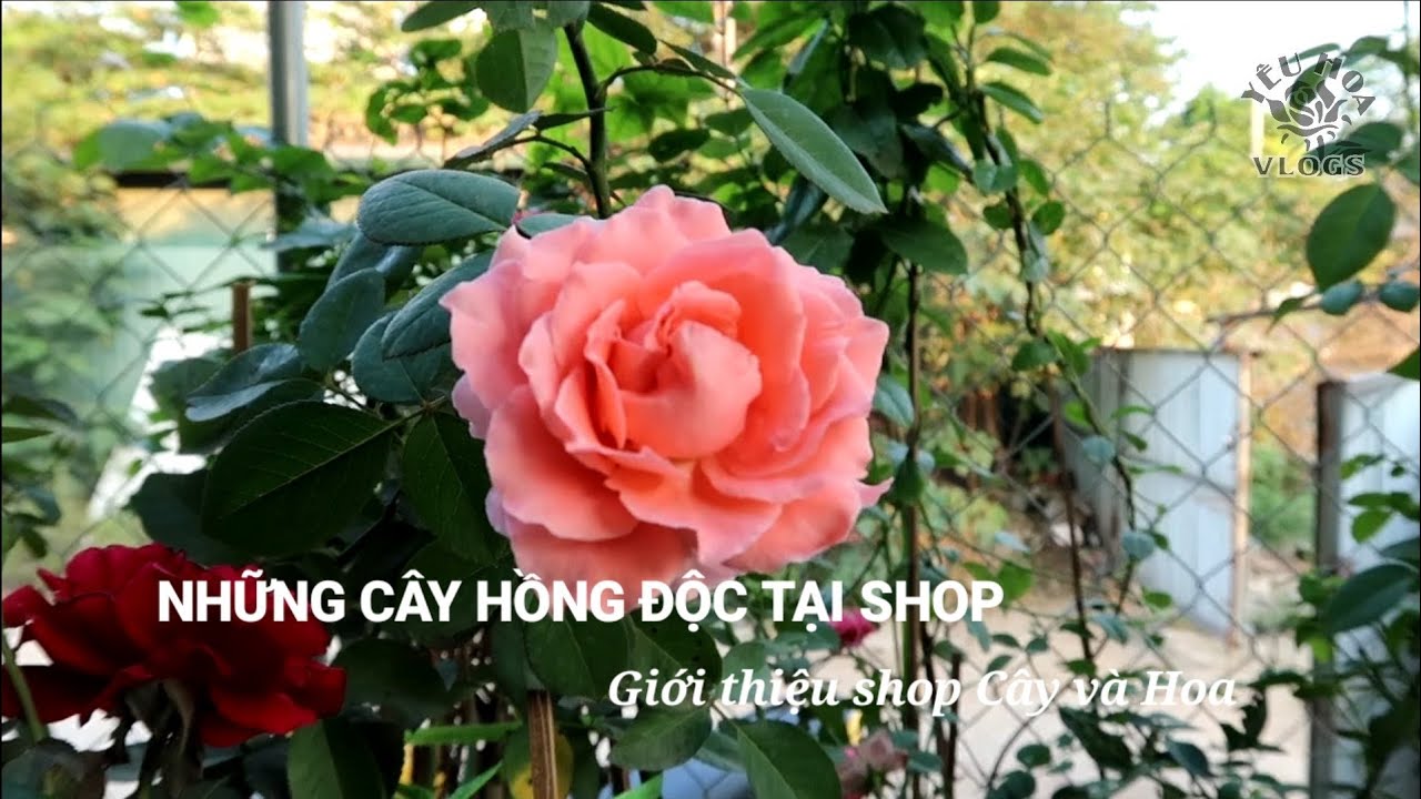 Các giống Hoa hồng ngoại độc đáo tại shop Yêu Hoa hồng