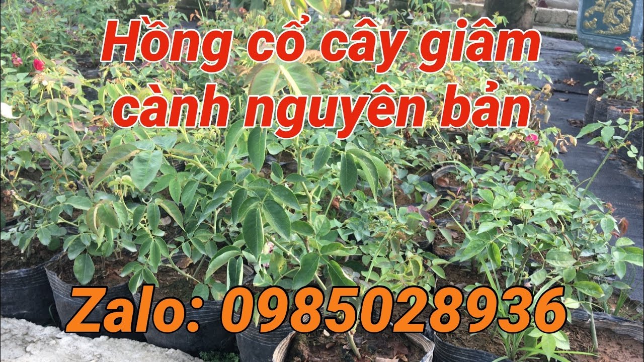 Các loại hoa hồng cổ cây giâm cành nguyên bản | kênh làm vườn S Garden