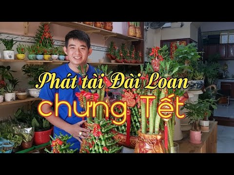 Các mẫu phát tài Đài Loan chưng Tết cửa hàng vừa nhập về