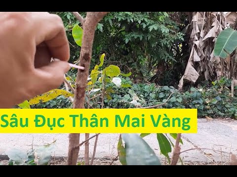 Cách Bảo Vệ Mai Vàng Khỏi Sâu Đục Thân | Tính Bonsai