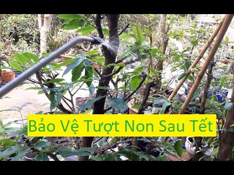 Cách Bảo Vệ Những Tượt Non Khi Cắt Cành Mai Sau Tết | Tính Bonsai