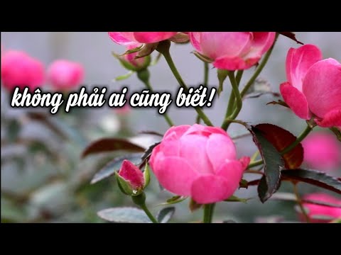 Cách Bón Phân Cho Cây Hoa Hồng. Không Phải Ai Cũng Biết (Fertilizing Roses)