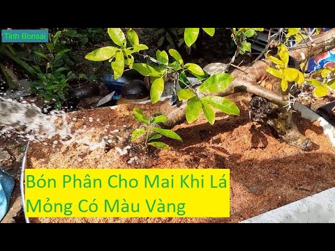 Cách Bón Phân Cho Mai Vàng Lá Mỏng | Tính Bonsai