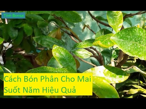 Cách Bón Phân Cho Mai Vàng Suốt Năm Hiệu Quả | Tính Bonsai