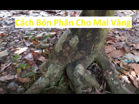 Cách Bón Phân Cho Mai Vàng Vào Giữa Tháng 11 Âm Lịch Để Ra Hoa Kịp Tết | Tính Bonsai