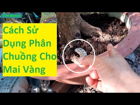 Cách Bón Phân Chuồng Cho Mai Vàng | Tính Bonsai