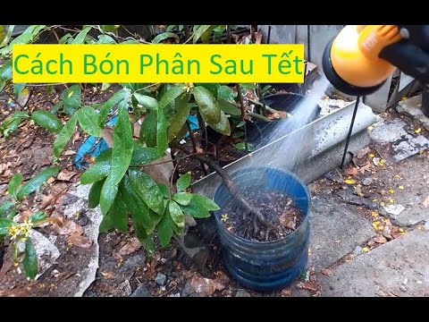 Cách Bón Phân Đợt Đâu Tiên Cho Mai Vàng Sau Tết | Tính Bonsai