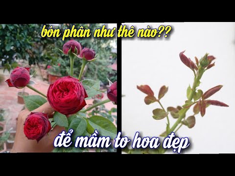 Cách Bón Phân Hoa Hồng Thế Này Nhiều Mầm Hoa Đẹp. NGƯỜI ƯƠM MẦM