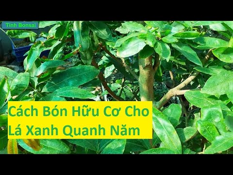 Cách Bón Phân Hữu Cơ Cho Lá Mai Vàng Xanh Quanh Năm | Tính Bonsai