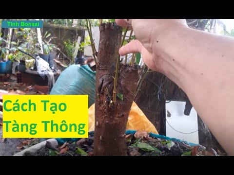 Cách Cắt Tỉa Cành Mai Vàng Theo Dáng Tàng Thông | Tính Bonsai