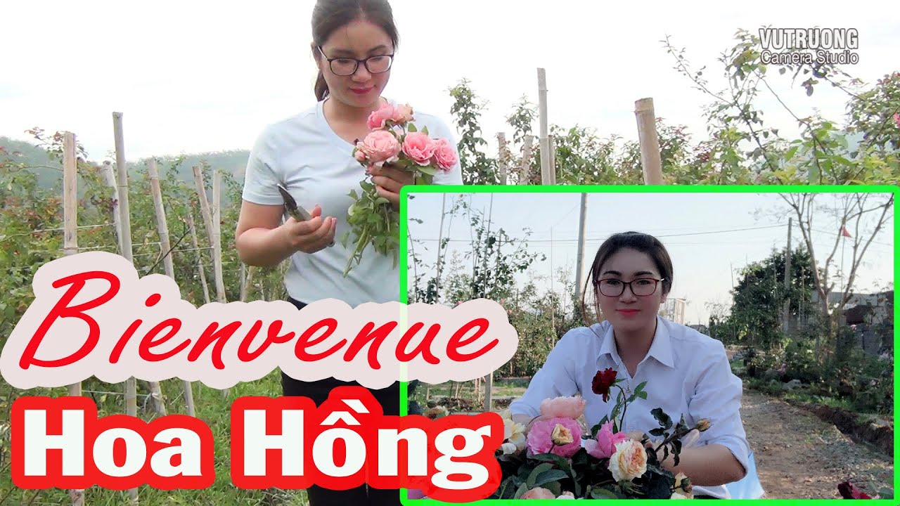 Cách Chăm Hoa Hồng Ngoại Bienvenue tại vườn hồng Bích Thủy Tại Sơn la