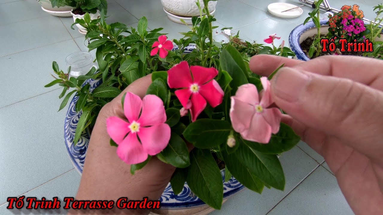 Cách Chăm Sóc Cắt Tỉa Cây Dừa Cạn / Catharanthus Roseus