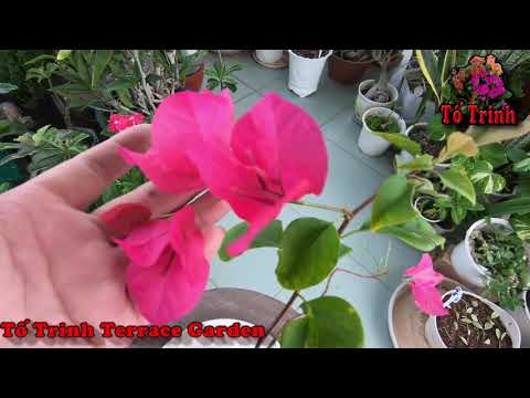 Cách Chăm Sóc Cây Hoa Giây Con Cho Phát Triển Tốt / How To Take Care Of Bougainvillea That Thrives