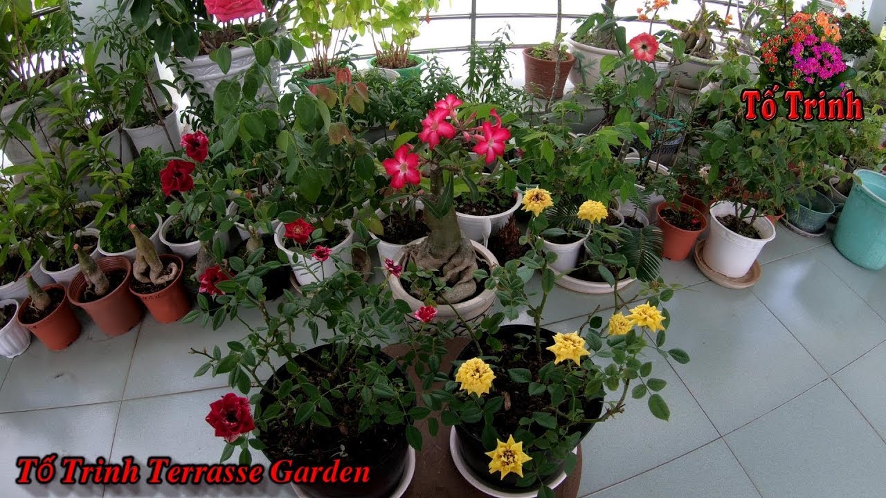 Cách Chăm Sóc Hoa Hồng Sau Một Năm Trồng / My Rosse Terrasse Garden